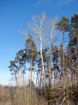 Polowania dewizowe