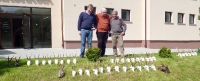  maj - 2013 - polowanie na rogacze
