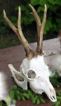 Polowania dewizowe