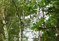 Polowania zbiorowe
