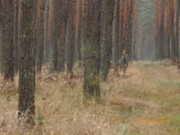 polowania zbiorowe-10