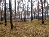 polowania zbiorowe-9