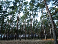 polowania zbiorowe-16