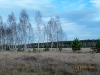polowania zbiorowe-17