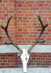 Trofea naszych myśliwych