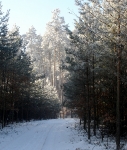 Polowania zbiorowe-9