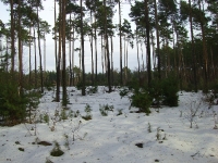 2011 - 08 styczeń - obw.35