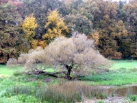 polowania zbiorowe-10