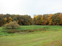 polowania zbiorowe-2