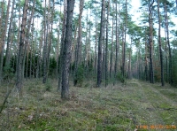 polowania zbiorowe-9