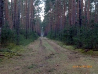 polowania zbiorowe-17