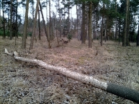 zwierzyna w łowisku-3
