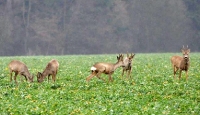 zwierzyna w łowisku-2