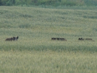 zwierzyna w łowisku-1