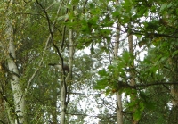 zwierzyna w łowisku-4