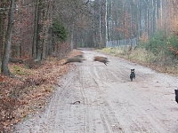 zwierzyna w łowisku-1