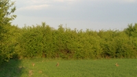zwierzyna w łowisku-1