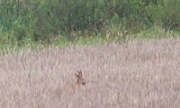 zwierzyna w łowisku-4