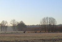 zwierzyna w łowisku-5