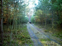 zwierzyna w łowisku-6