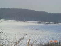 zwierzyna w łowisku-7